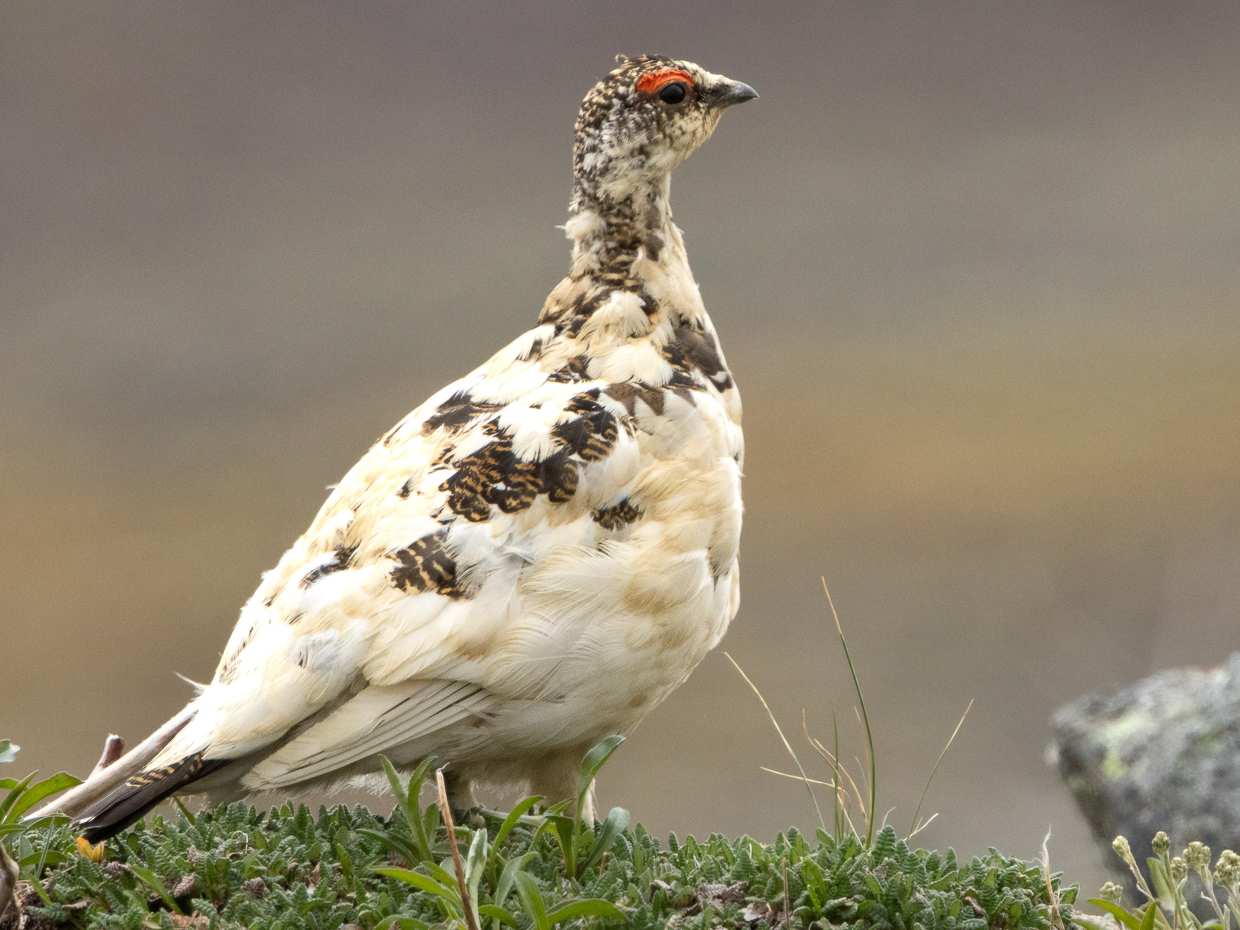 Rock Ptarmigan