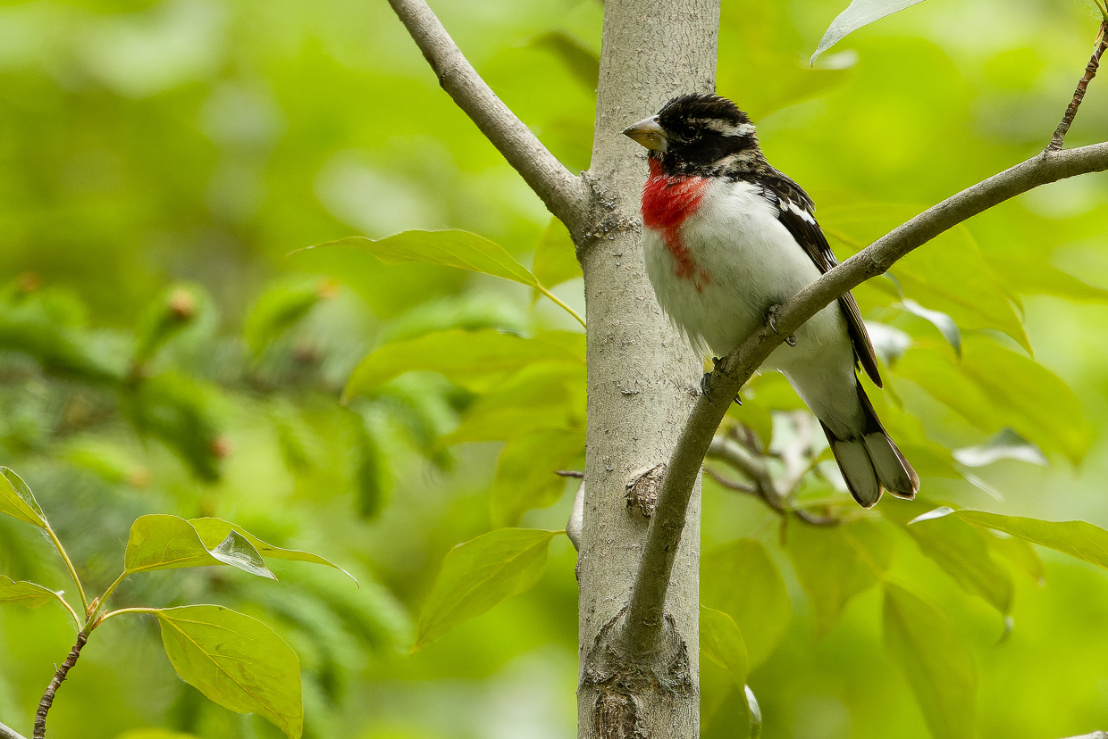 Rose-breasted Grosbeak