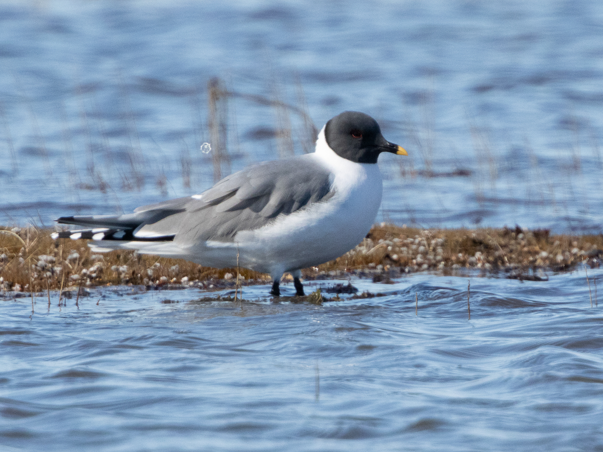 Sabine's Gull