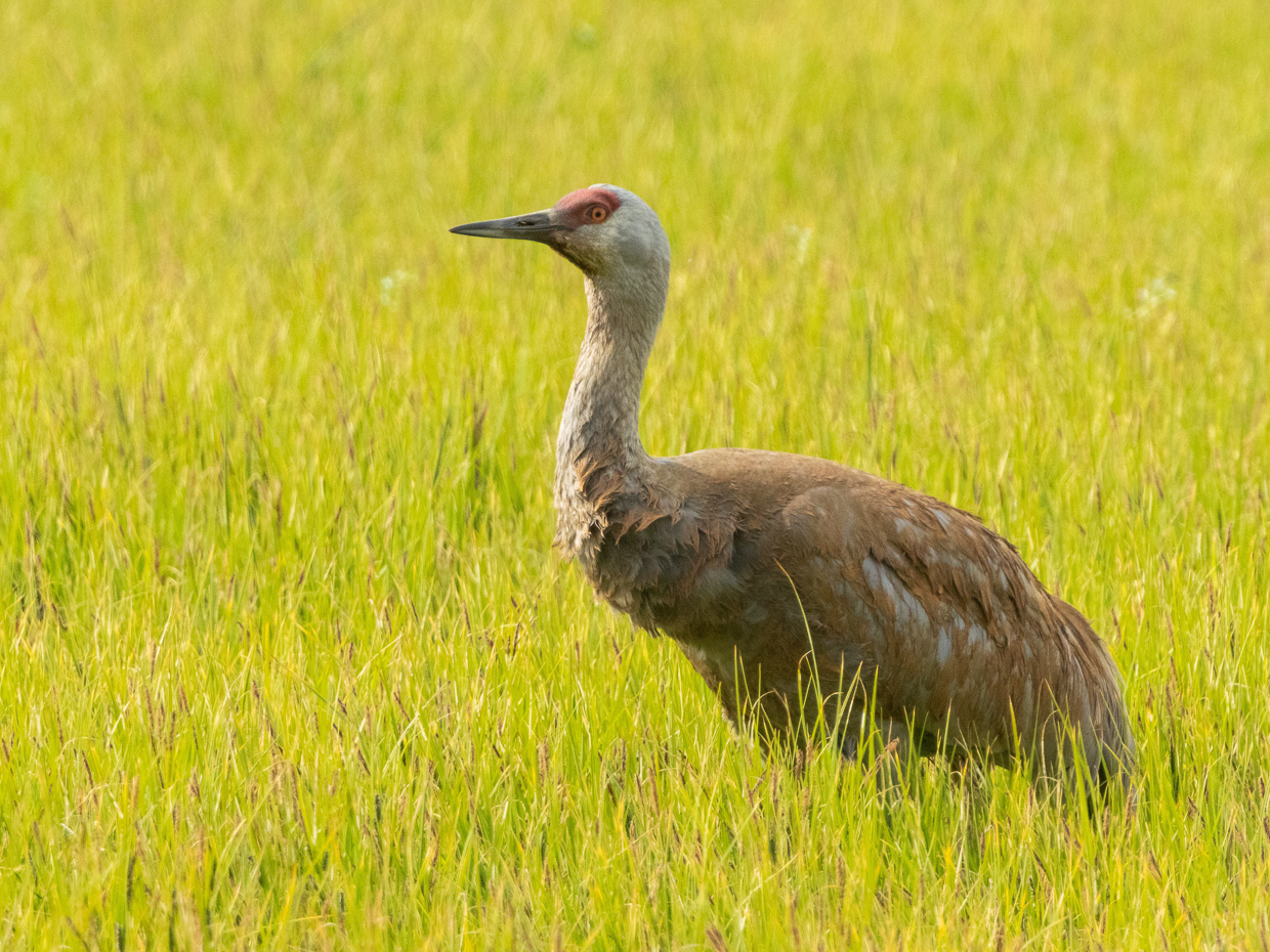 Sandhill Crane