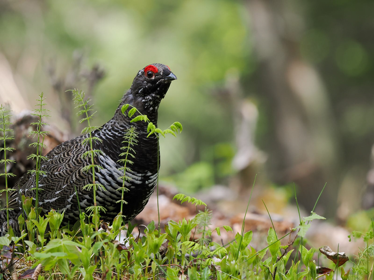 Spruce Grouse, Alaska