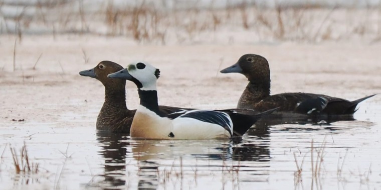 Alaska Birding Tour June 2024