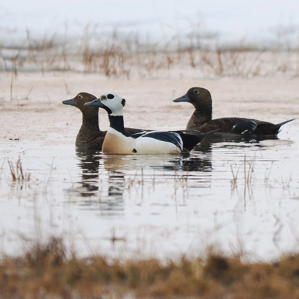 Steller's Eider