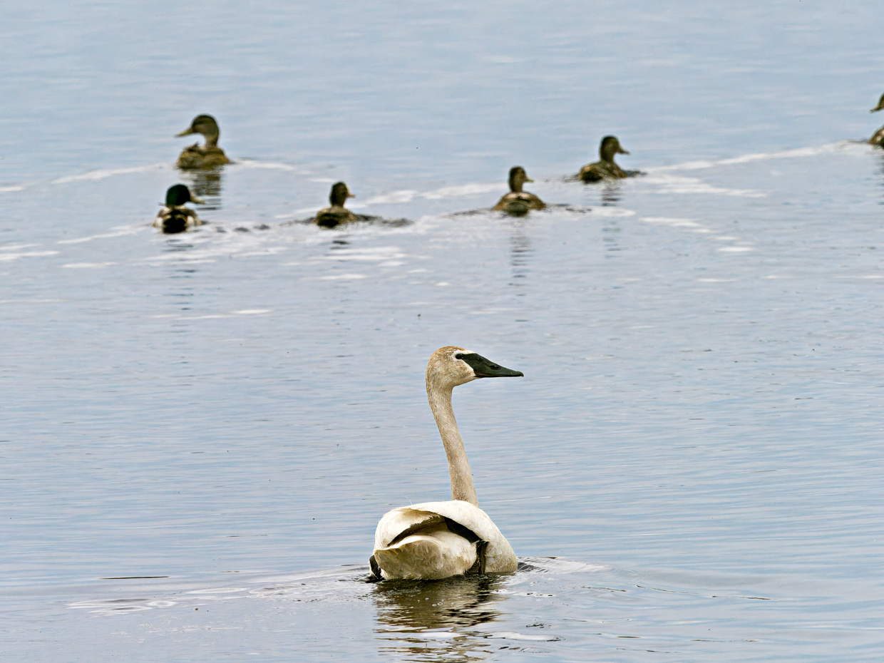 Trumpeter Swan