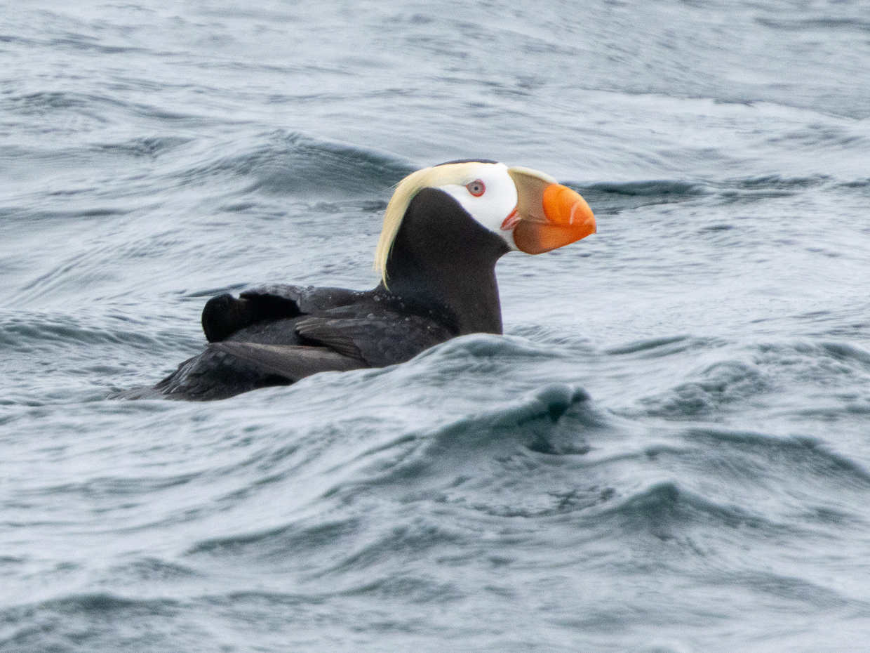 Tufted Puffin