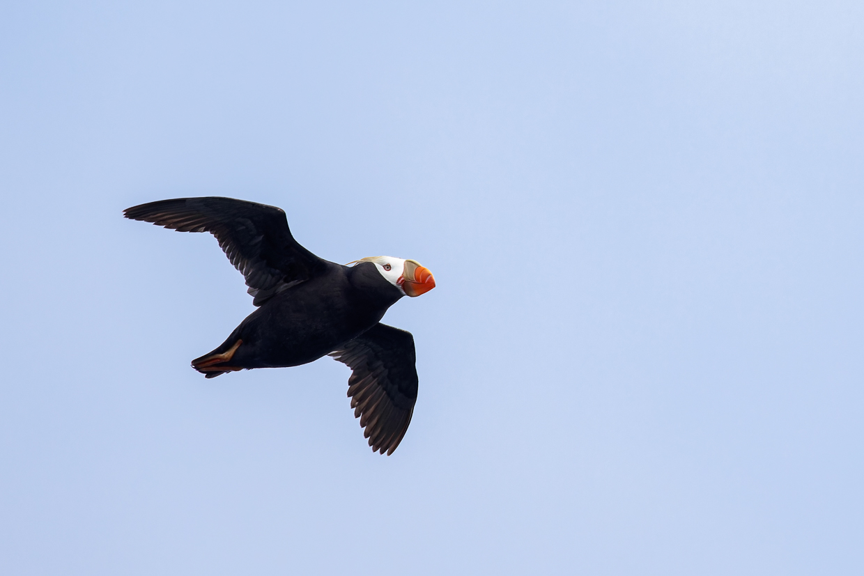 Tufted Puffin