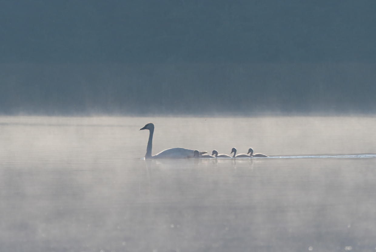 Tundra Swans