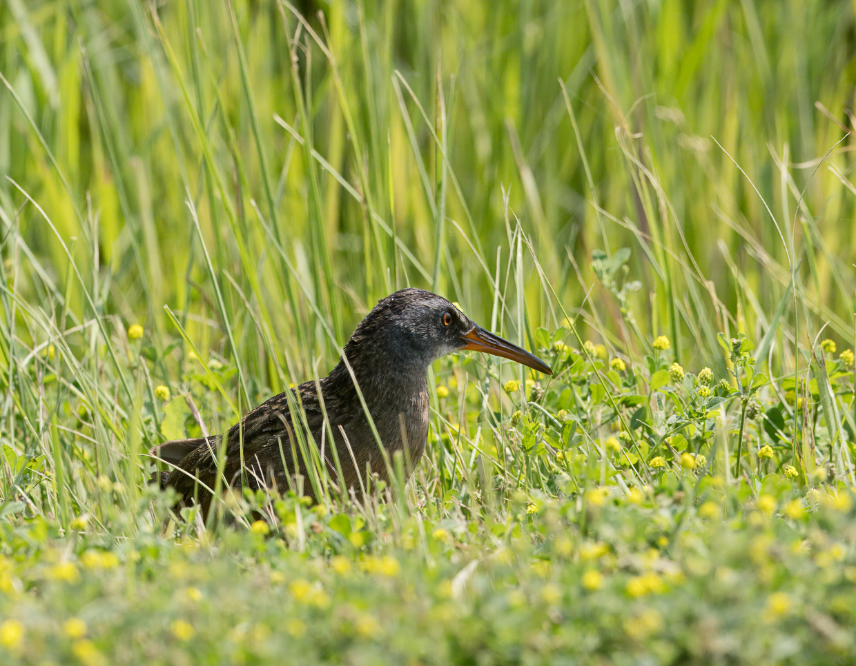 Virginia Rail