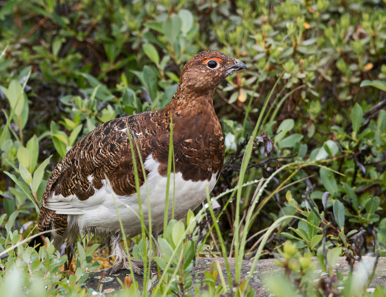 Willow Ptarmigan