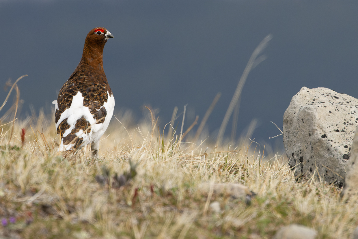Willow Ptarmigan