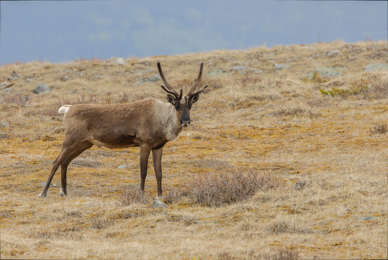 Woodland Caribou