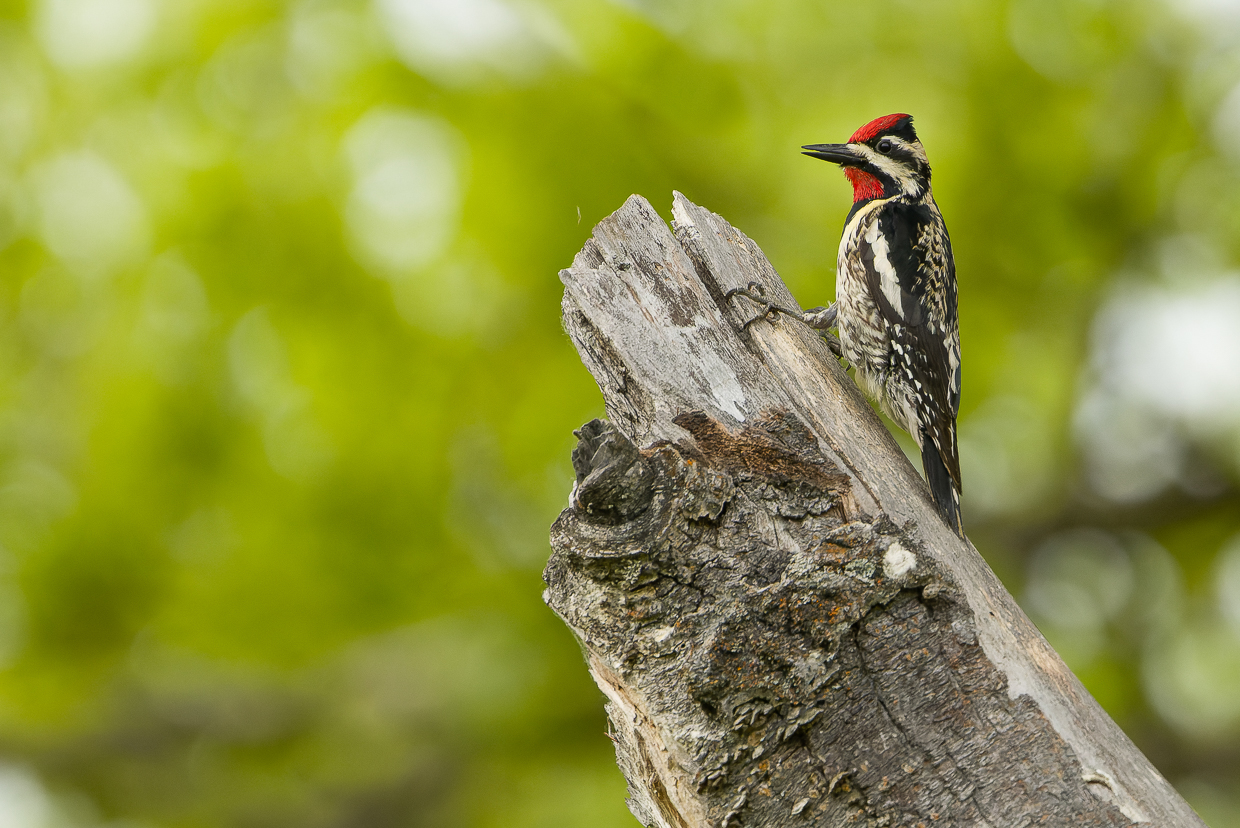 Yellow-bellied Sapsucker