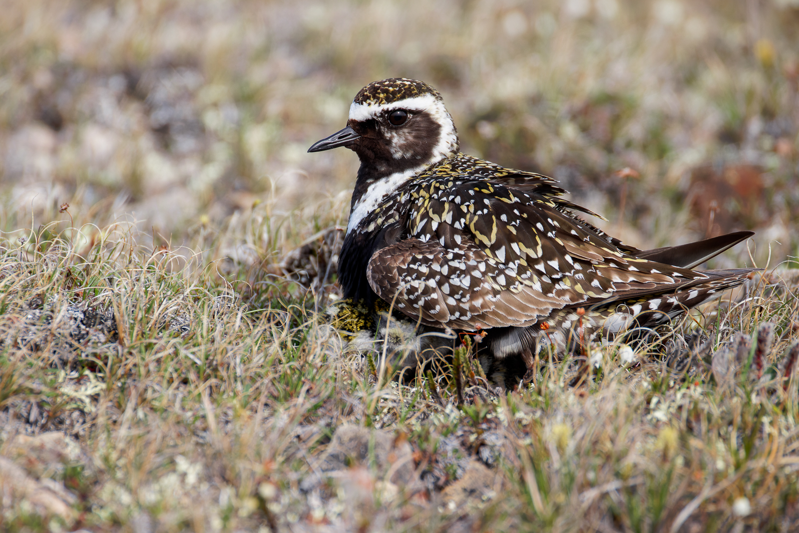 American Golden-Plover