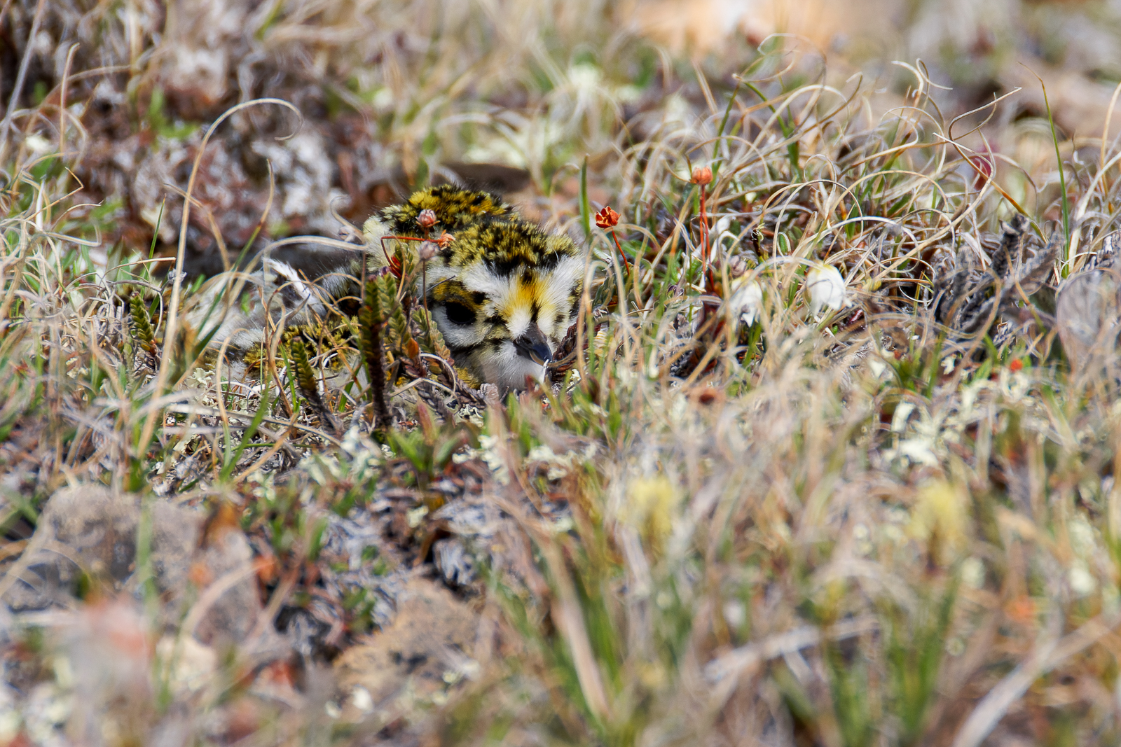 American Golden-Plover chick