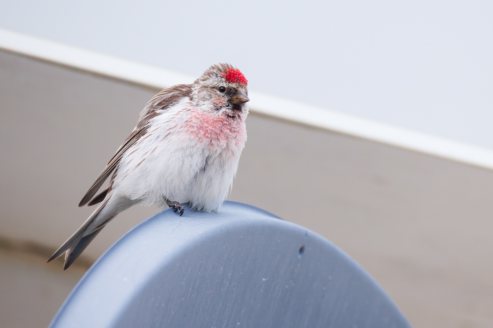 Hoary Redpoll