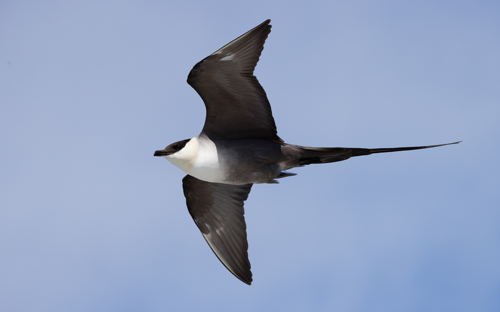 Long-tailed Jaeger