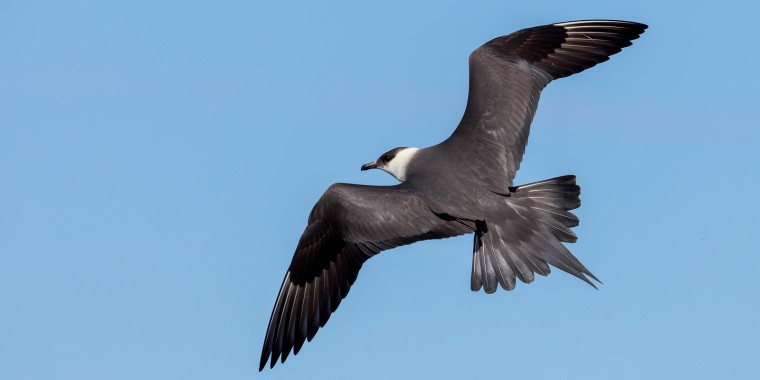 High Arctic & NWT Trip Report (Jul 3 - 13, 2024)