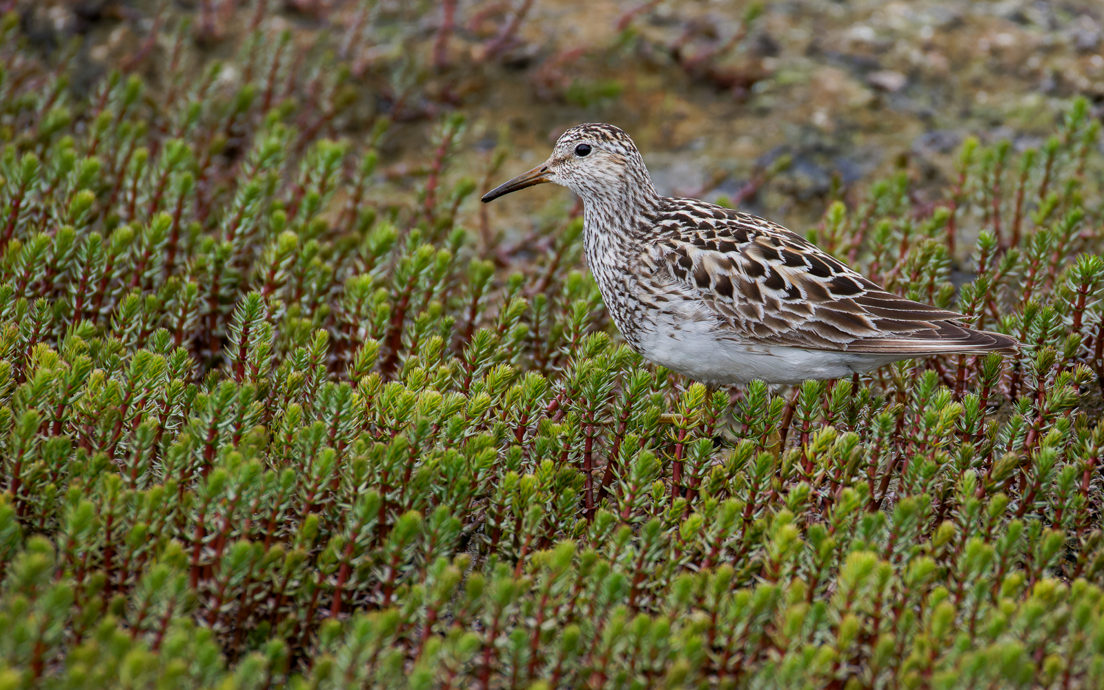 Pectoral Sandpiper