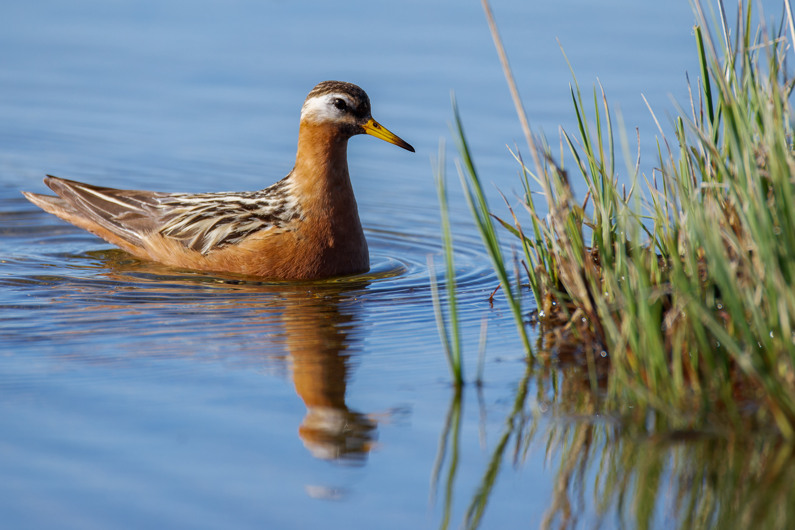 Red Phalarope