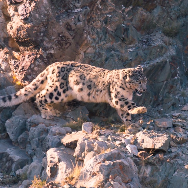 Snow Leopard