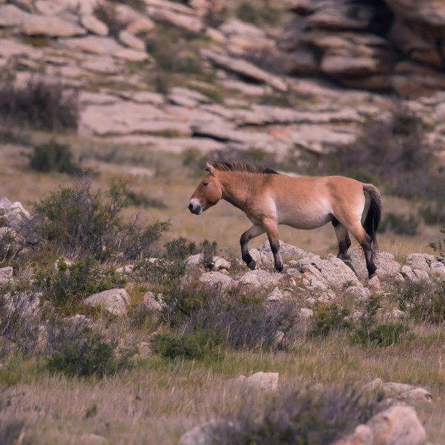 Przewalski's Horse