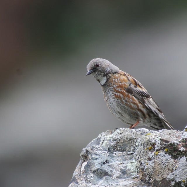 Altai Accentor