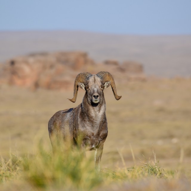 The name 'argali' is the Mongolian word for wild sheep. It is the largest species of wild sheep.