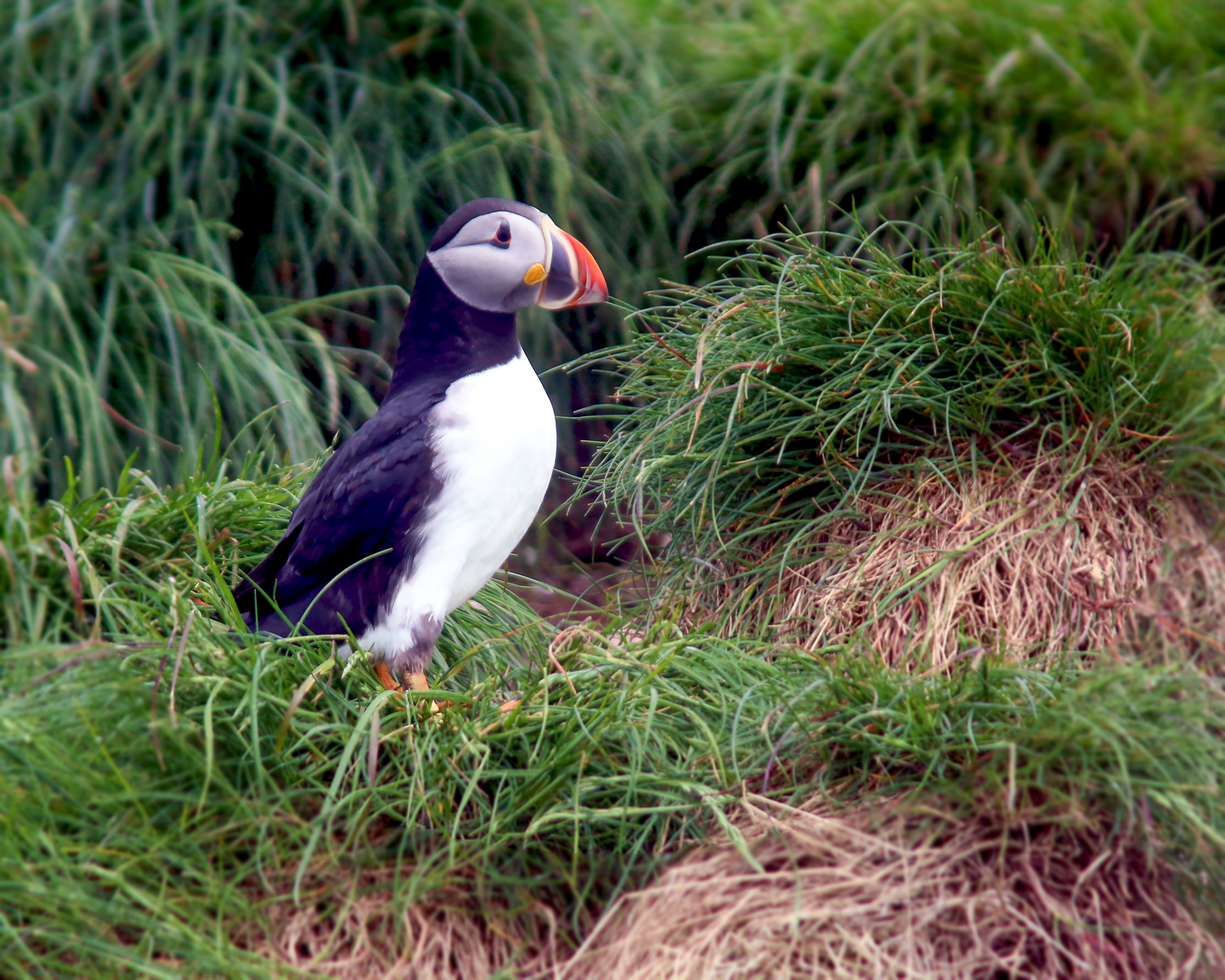 Atlantic Puffin