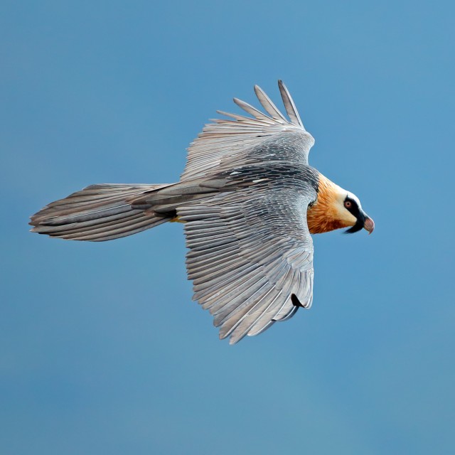 An endangered bearded vulture (Gypaetus barbatus) in flight