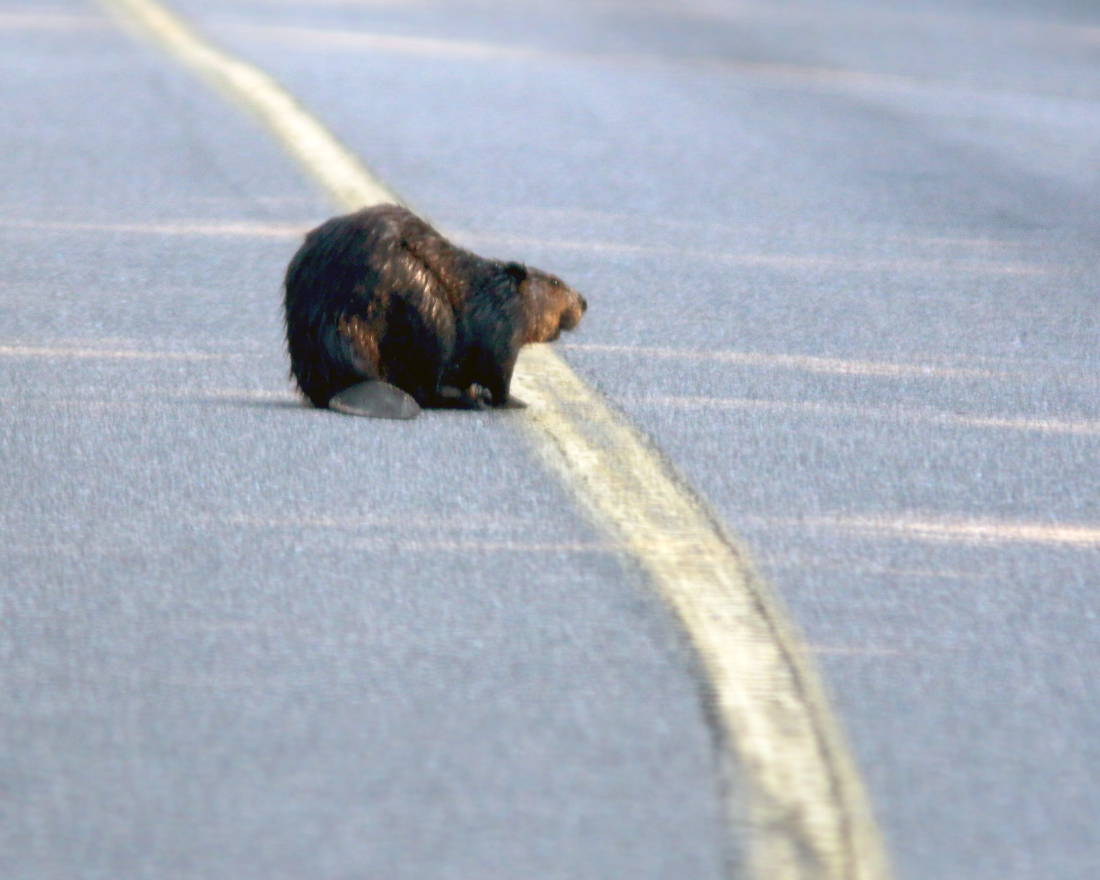 Beaver crossing road
