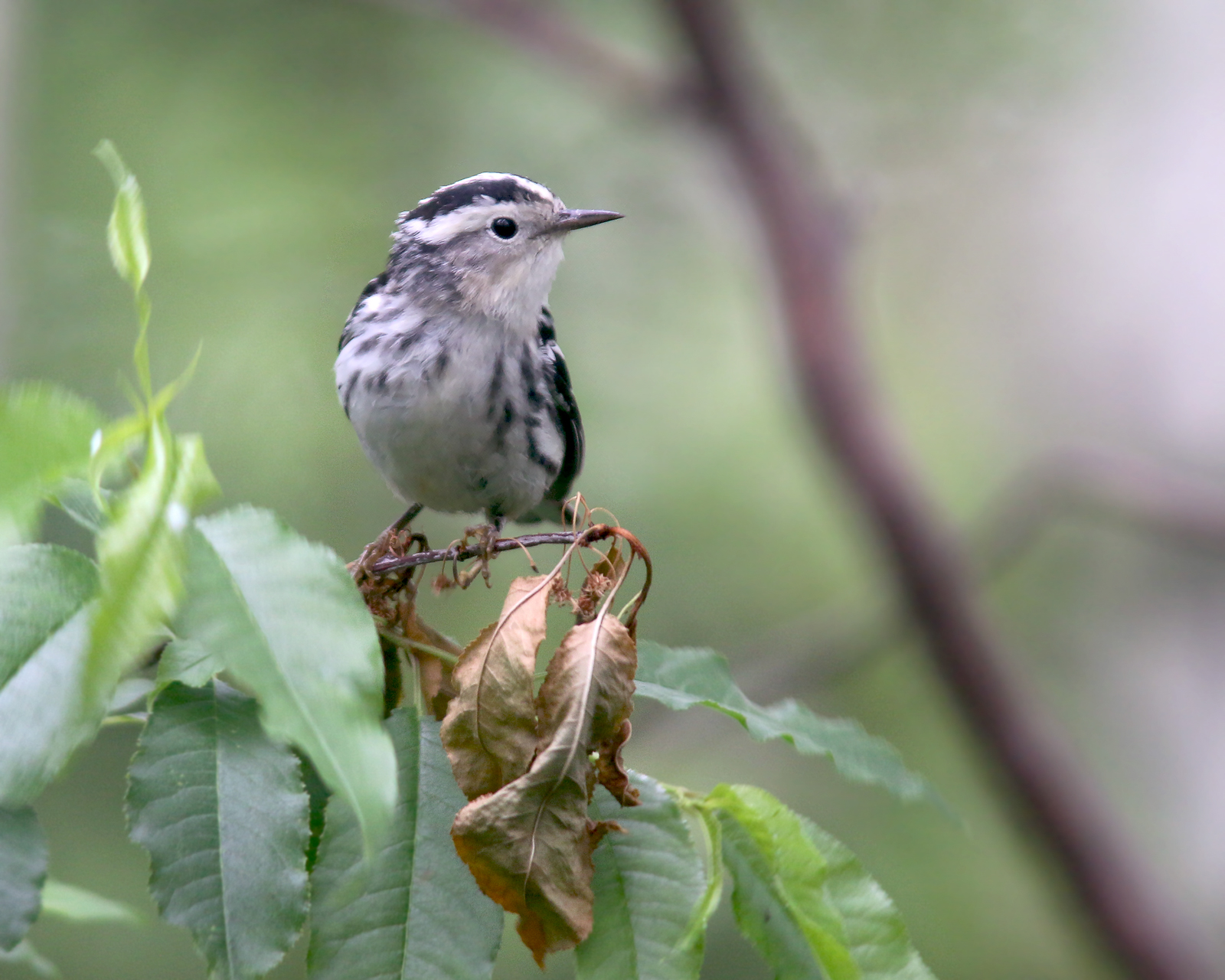 Black-and-white Warbler