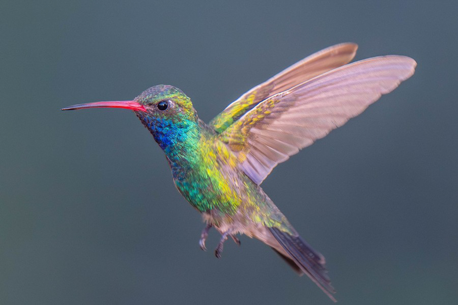 Broad-billed Hummingbird