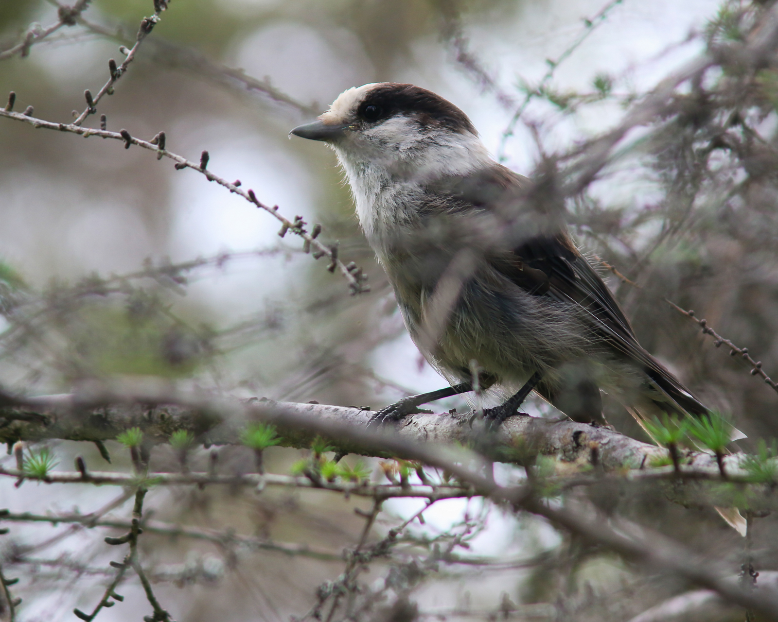 Canada Jay