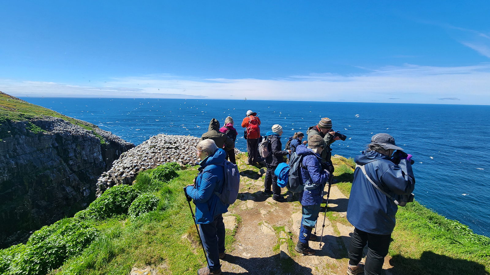 Birding at Cape St Mary's 
