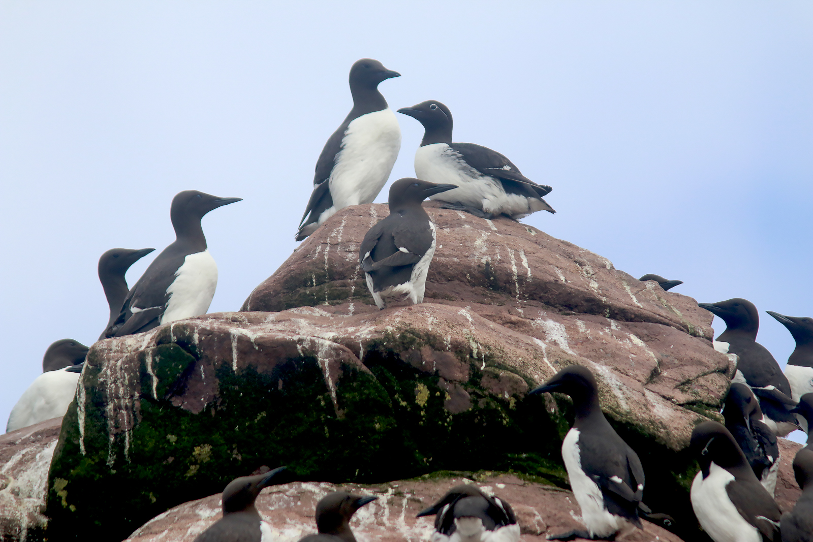 Common Murre colony