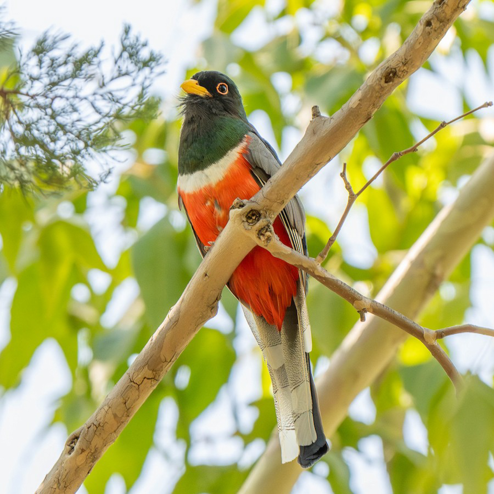 Elegant Trogon