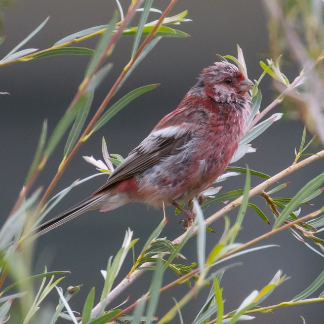 Long-tailed Rosefinch