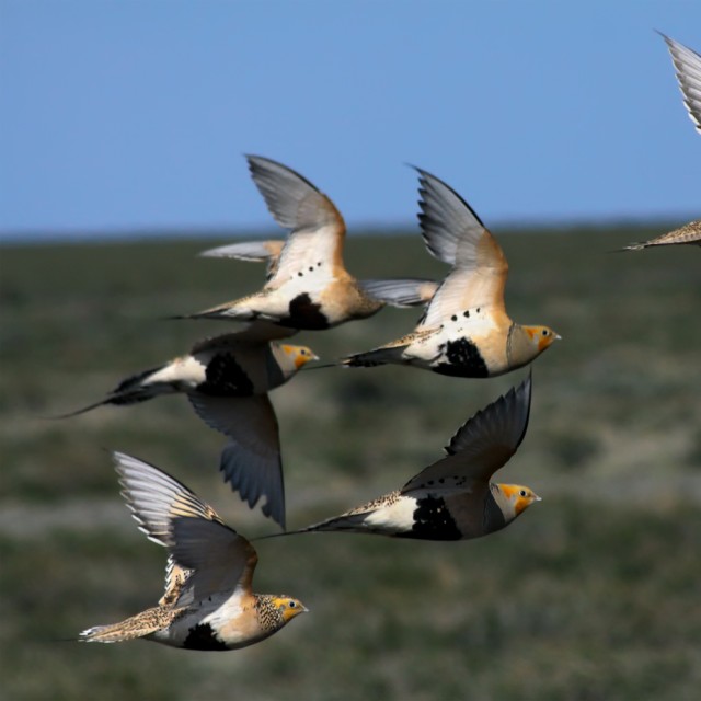 Pallas's sandgrouses (Syrrhaptes paradoxus) in flight