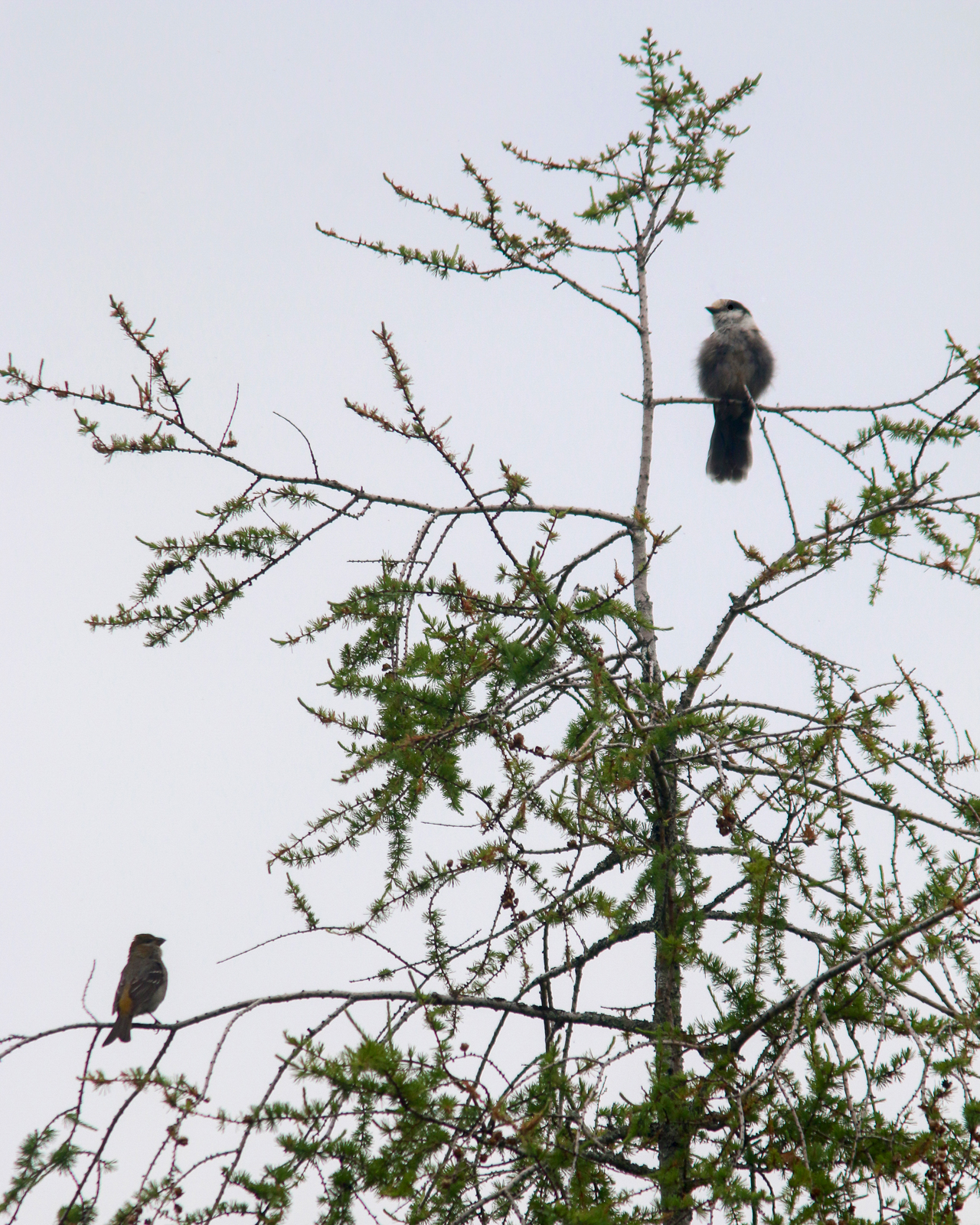 Pine Grosbeak and Canada Jay