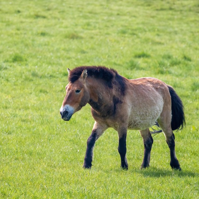 Przewalski's horse. This stocky breed of wild horse was extinct in the wild until breeding programs reintroduced it to the steppes of Mongolia. It is now classed as an endangered sepcies.