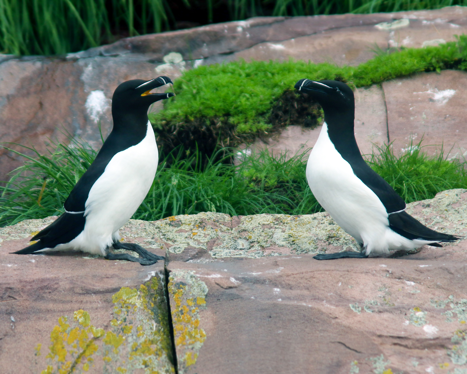 Razorbills