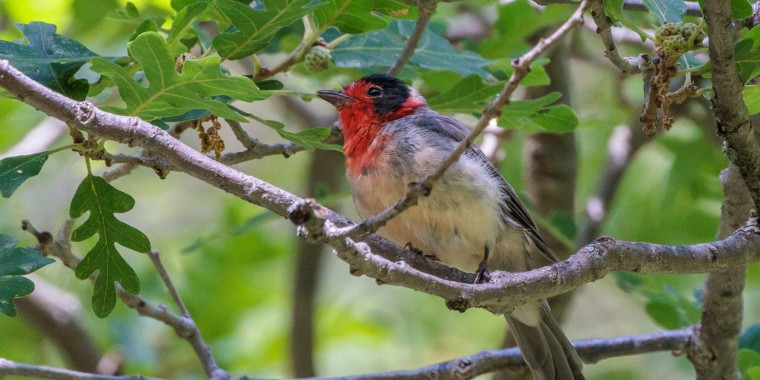 Southeast Arizona Trip Report (Jul 15 - 25, 2024)