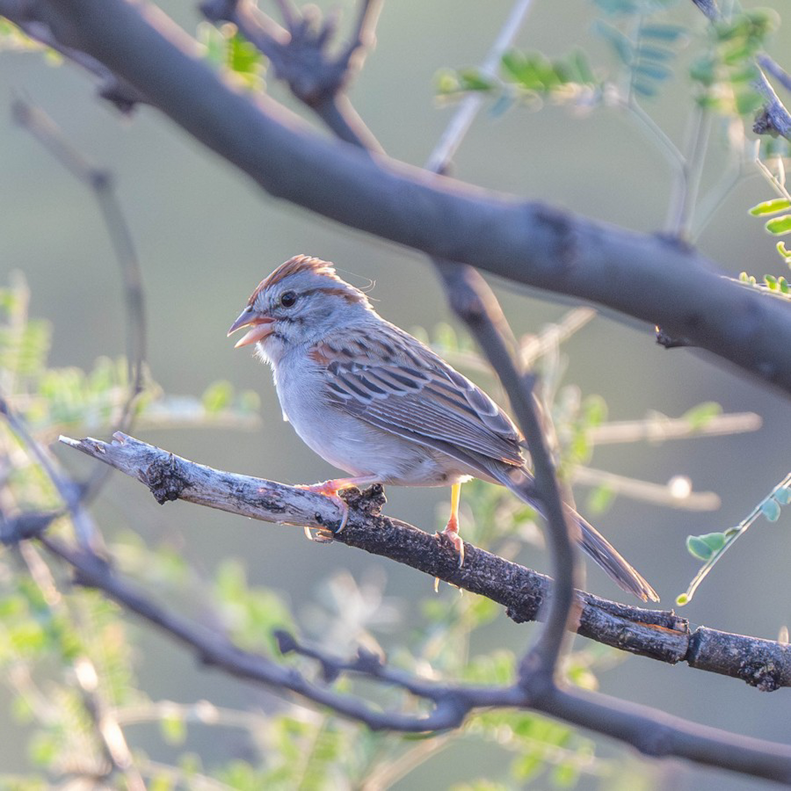 Rufous-winged Sparrow