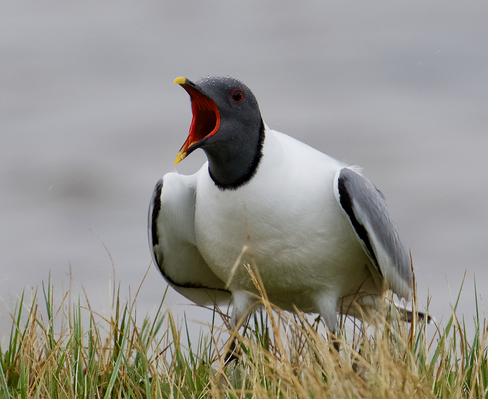 Sabine's Gull