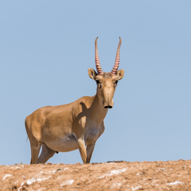 Saiga Antelope