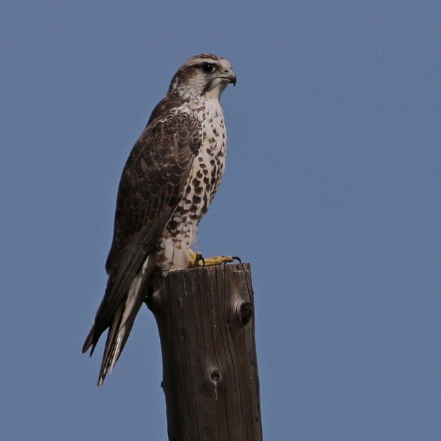 Saker Falcon