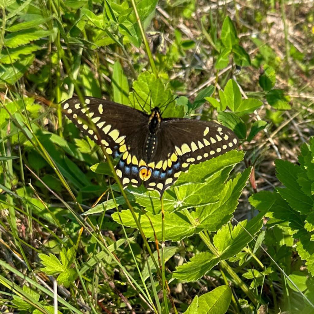 Short-tailed Swallowtail