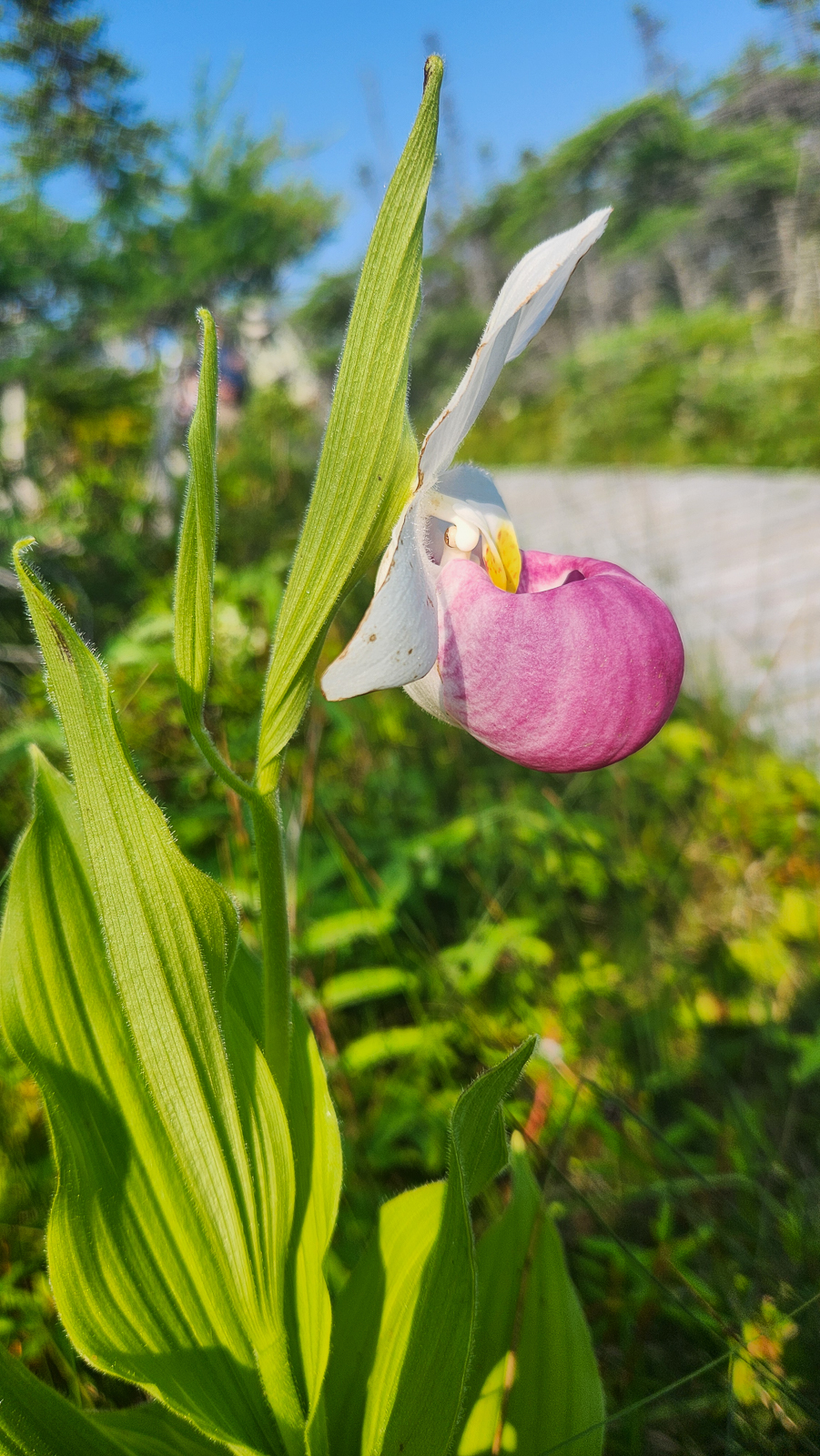 Showy Ladyslipper