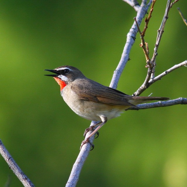 Siberian Rubythroat