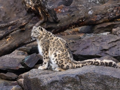 Mongolia: Snow Leopards & Birds